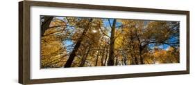 Aspen Autumn-Steve Gadomski-Framed Photographic Print