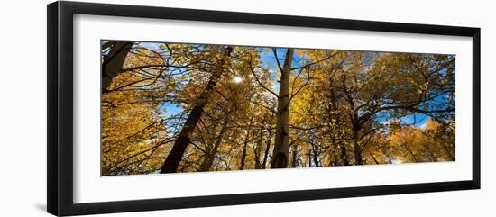 Aspen Autumn-Steve Gadomski-Framed Photographic Print