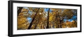 Aspen Autumn-Steve Gadomski-Framed Photographic Print