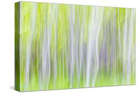 Aspen Blur I-Kathy Mahan-Stretched Canvas