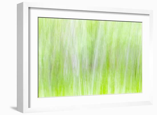 Aspen Blur II-Kathy Mahan-Framed Photographic Print