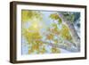 Aspen Canopy-Nanette Oleson-Framed Art Print