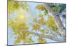 Aspen Canopy-Nanette Oleson-Mounted Art Print