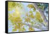 Aspen Canopy-Nanette Oleson-Framed Stretched Canvas