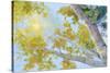 Aspen Canopy-Nanette Oleson-Stretched Canvas