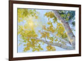 Aspen Canopy-Nanette Oleson-Framed Premium Giclee Print