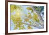 Aspen Canopy-Nanette Oleson-Framed Premium Giclee Print