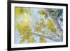 Aspen Canopy-Nanette Oleson-Framed Premium Giclee Print