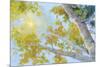 Aspen Canopy-Nanette Oleson-Mounted Premium Giclee Print