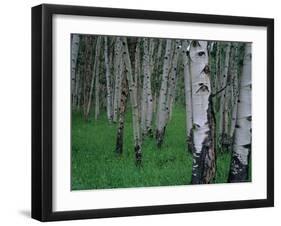 Aspen, Colorado, USA-Jerry Ginsberg-Framed Photographic Print