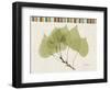 Aspen Colors-Albert Koetsier-Framed Art Print