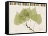 Aspen Colors-Albert Koetsier-Framed Stretched Canvas