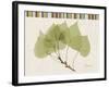 Aspen Colors-Albert Koetsier-Framed Art Print