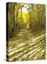 Aspen, Dirt Road, Kebler Pass, Colorado, USA-Darrell Gulin-Stretched Canvas