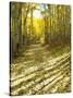 Aspen, Dirt Road, Kebler Pass, Colorado, USA-Darrell Gulin-Stretched Canvas