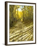 Aspen, Dirt Road, Kebler Pass, Colorado, USA-Darrell Gulin-Framed Premium Photographic Print