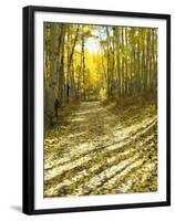 Aspen, Dirt Road, Kebler Pass, Colorado, USA-Darrell Gulin-Framed Premium Photographic Print