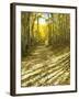 Aspen, Dirt Road, Kebler Pass, Colorado, USA-Darrell Gulin-Framed Premium Photographic Print