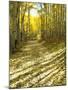 Aspen, Dirt Road, Kebler Pass, Colorado, USA-Darrell Gulin-Mounted Premium Photographic Print