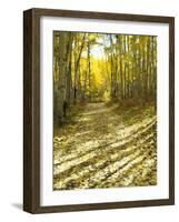 Aspen, Dirt Road, Kebler Pass, Colorado, USA-Darrell Gulin-Framed Photographic Print