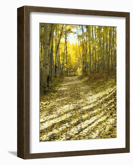 Aspen, Dirt Road, Kebler Pass, Colorado, USA-Darrell Gulin-Framed Photographic Print