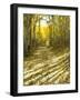 Aspen, Dirt Road, Kebler Pass, Colorado, USA-Darrell Gulin-Framed Photographic Print