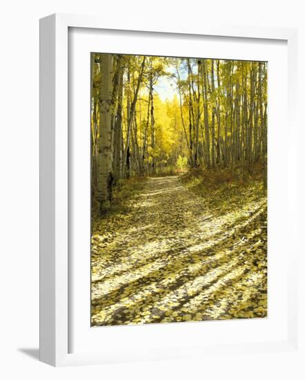 Aspen, Dirt Road, Kebler Pass, Colorado, USA-Darrell Gulin-Framed Photographic Print