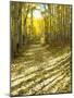 Aspen, Dirt Road, Kebler Pass, Colorado, USA-Darrell Gulin-Mounted Photographic Print