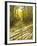 Aspen, Dirt Road, Kebler Pass, Colorado, USA-Darrell Gulin-Framed Photographic Print