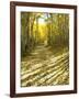 Aspen, Dirt Road, Kebler Pass, Colorado, USA-Darrell Gulin-Framed Photographic Print