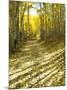 Aspen, Dirt Road, Kebler Pass, Colorado, USA-Darrell Gulin-Mounted Photographic Print