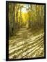 Aspen, Dirt Road, Kebler Pass, Colorado, USA-Darrell Gulin-Framed Photographic Print