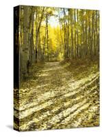 Aspen, Dirt Road, Kebler Pass, Colorado, USA-Darrell Gulin-Stretched Canvas