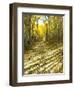 Aspen, Dirt Road, Kebler Pass, Colorado, USA-Darrell Gulin-Framed Photographic Print