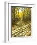 Aspen, Dirt Road, Kebler Pass, Colorado, USA-Darrell Gulin-Framed Photographic Print