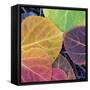 Aspen Fall Colors, Sierra Nevada-Vincent James-Framed Stretched Canvas