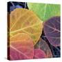 Aspen Fall Colors, Sierra Nevada-Vincent James-Stretched Canvas