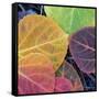 Aspen Fall Colors, Sierra Nevada-Vincent James-Framed Stretched Canvas