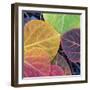 Aspen Fall Colors, Sierra Nevada-Vincent James-Framed Photographic Print