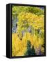 Aspen Fall Foliage, Eastern Sierra Foothills, California, USA-Tom Norring-Framed Stretched Canvas