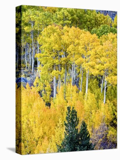 Aspen Fall Foliage, Eastern Sierra Foothills, California, USA-Tom Norring-Stretched Canvas