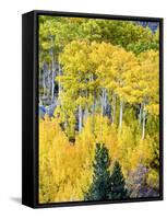 Aspen Fall Foliage, Eastern Sierra Foothills, California, USA-Tom Norring-Framed Stretched Canvas
