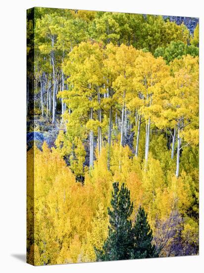 Aspen Fall Foliage, Eastern Sierra Foothills, California, USA-Tom Norring-Stretched Canvas