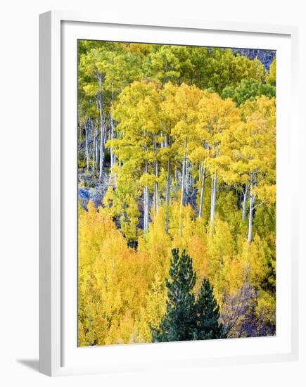Aspen Fall Foliage, Eastern Sierra Foothills, California, USA-Tom Norring-Framed Premium Photographic Print