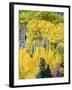 Aspen Fall Foliage, Eastern Sierra Foothills, California, USA-Tom Norring-Framed Premium Photographic Print