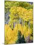 Aspen Fall Foliage, Eastern Sierra Foothills, California, USA-Tom Norring-Mounted Premium Photographic Print