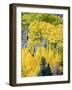 Aspen Fall Foliage, Eastern Sierra Foothills, California, USA-Tom Norring-Framed Photographic Print