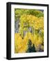 Aspen Fall Foliage, Eastern Sierra Foothills, California, USA-Tom Norring-Framed Photographic Print