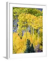 Aspen Fall Foliage, Eastern Sierra Foothills, California, USA-Tom Norring-Framed Photographic Print