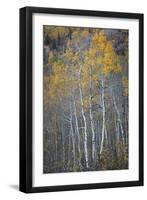 Aspen Fall-Joe Cornish-Framed Giclee Print